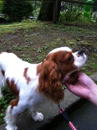 犬と散歩