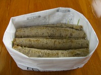 猫草栽培セット　6日目