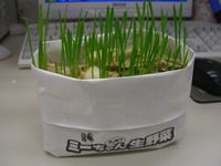 猫草栽培セット　9日目