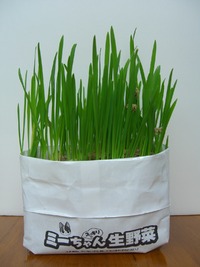猫草栽培セット　12日目