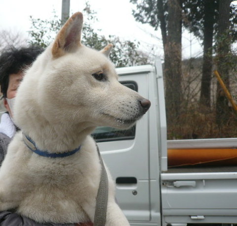 ごんた君のお嫁さん、またはお友達募集中です。