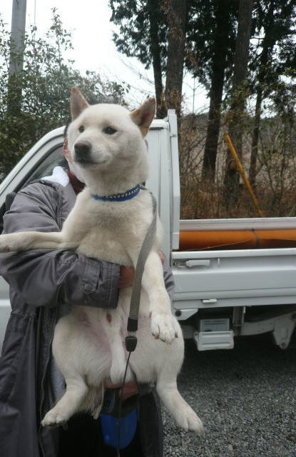 ごんた君のお嫁さん、またはお友達募集中です。