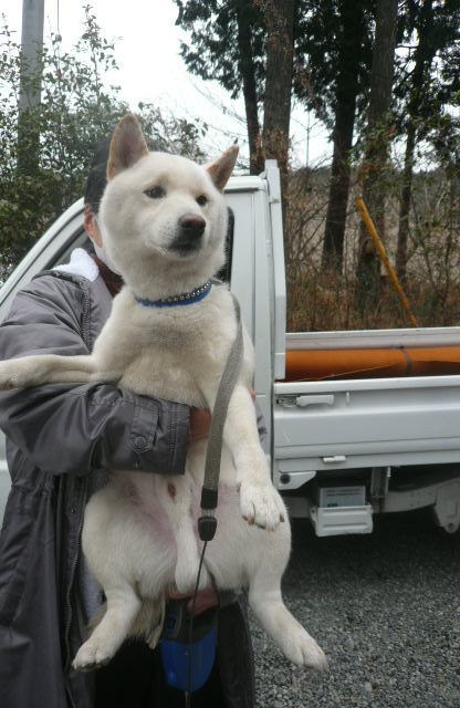 ごんた君のお嫁さん、またはお友達募集中です。