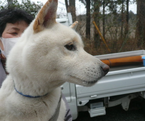 ごんた君のお嫁さん、またはお友達募集中です。