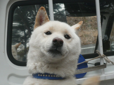 ごんた君のお嫁さん、またはお友達募集中です。