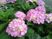 紫陽花