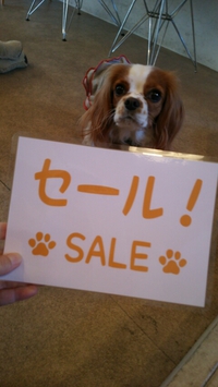 4月30日までのSALE 2016/04/01 10:45:03