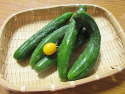 初物！