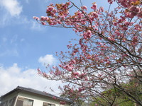 山菜の季節