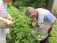 久しぶりの畑仕事です