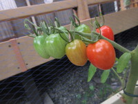 夏が来る