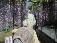 ちょっと塚原まで藤の花見学です。