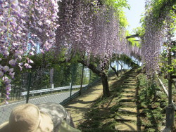 ちょっと塚原まで藤の花見学です。