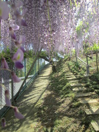 ちょっと塚原まで藤の花見学です。