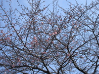 春うらら