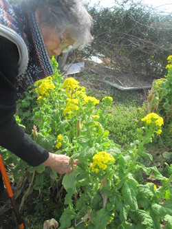 菜の花取りに来なー