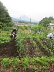 淡竹　（ハチク）