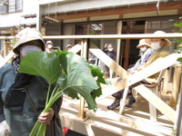 山菜の季節