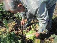 きりょうの悪い大根ですが