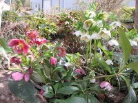 華やかですね