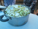 淡竹　（ハチク）