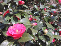華やかですね