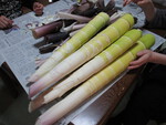 梅雨入り