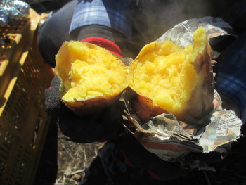 安納芋の焼き芋