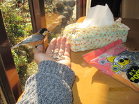 めじろ、ヤマガラさん今年もよろしく