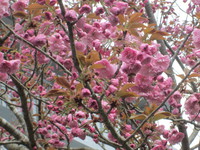 筍の皮むきは初めてだー