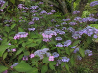 紫陽花