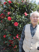 なでしこ花便り