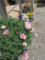 なでしこ花便り