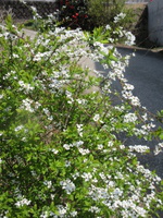 なでしこ花便り