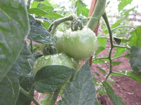 野菜たち