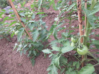 野菜たち