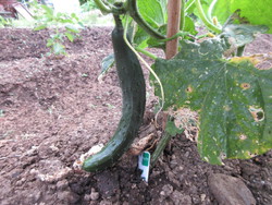 野菜たち
