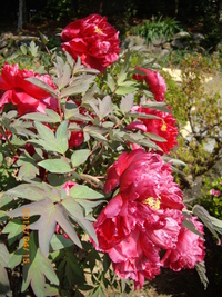 ぼたんの花です。