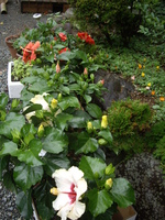 ６月の玄関です。
