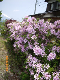 なでしこ花だより