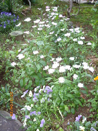 なでしこ花だより