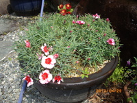 なでしこ花だより