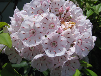 なんていう名前の花？