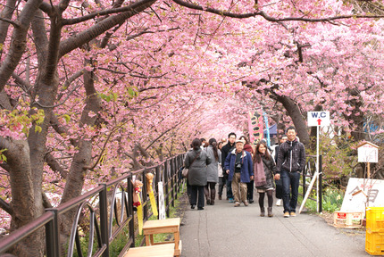 河津桜②