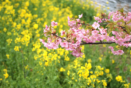 河津桜②