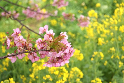 河津桜②
