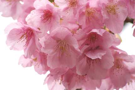 河津桜②