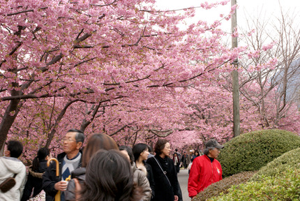 河津桜②
