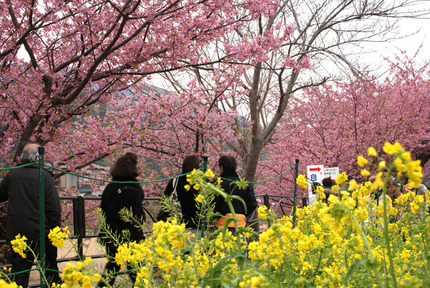 河津桜②