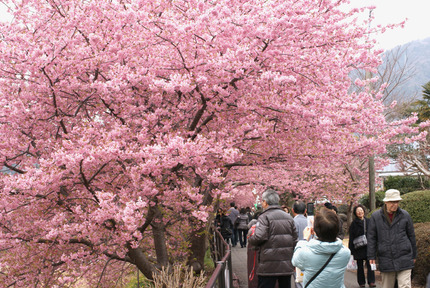 河津桜②